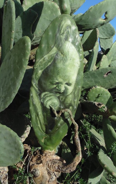 ياسين يروي قصة خزين الألم الفلسطيني في نبتة الصبار