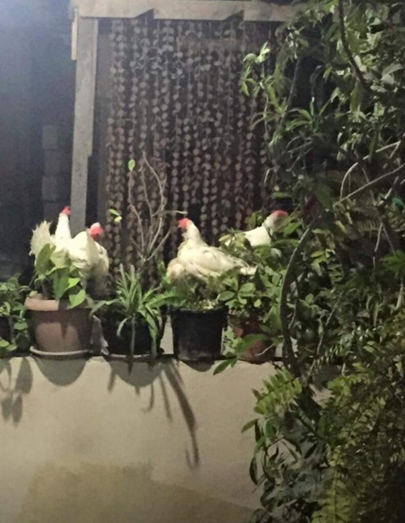 عددٌ من الدجاجات تقتحمن أحواض الورد في مخيم عين الحلوة  للاجئين الفلسطينيين في صيدا ، جنوب لبنان (بعدسة رشا حيدر)