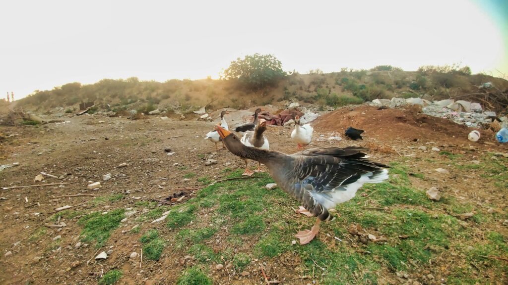 بط في منطقة جار البحر بالقرب من البحر في مخيم نهر البارد للاجئين الفلسطينيين، طرابلس، شمال لبنان (بعدسة عدنان الحمد)