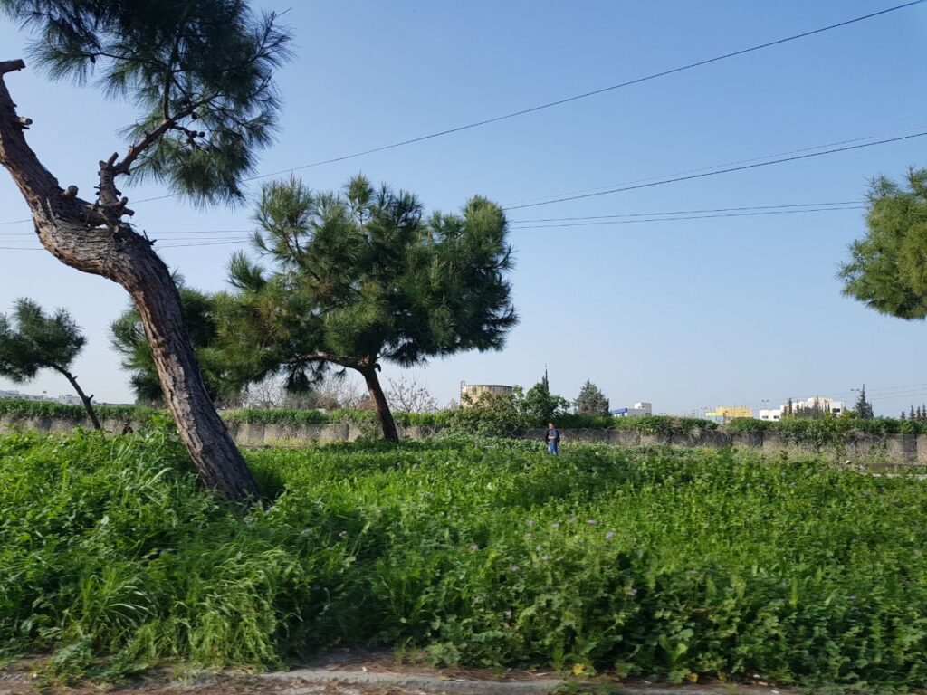 سور مخيم عين الحلوة في صيدا، جنوب لبنان (بعدسة ربا رحمة).