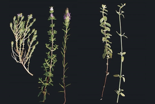 ورشة حول توثيق النباتات الفلسطينية في السكاكيني