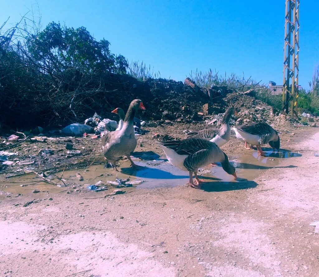 أوز على ضفاف نهر البارد في مخيم نهر البارد للاجئين الفلسطينيين في مدينة طرابلس، شمال لبنان (بعدسة عدنان الحمد)