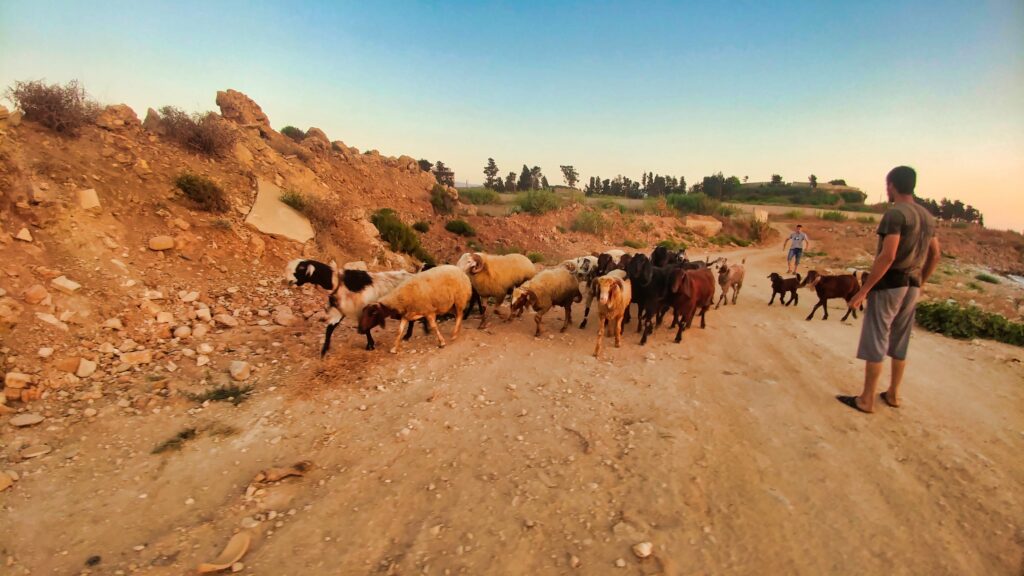 راعي غنم على أطراف مخيم نهر البارد للاجئين الفلسطينيين في مدينة طرابلس الشمالية (بعدسة عدنان الحمد)