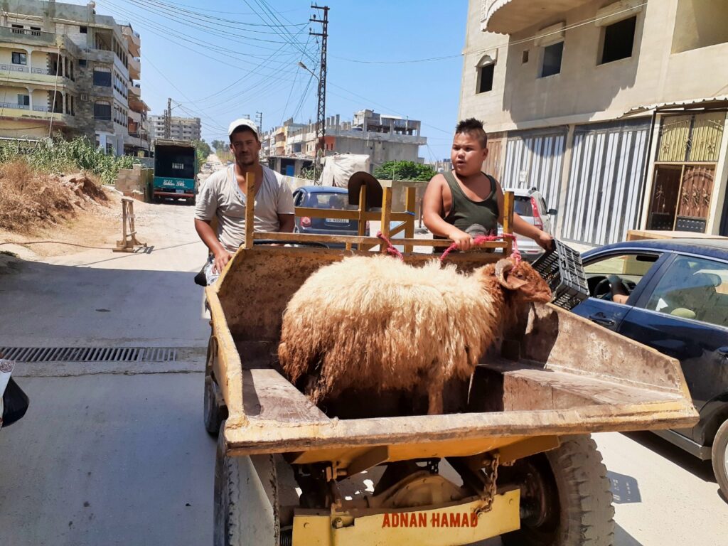 طفل ينقل خاروفا على متن جرافة في مخيم نهرالبارد للاجئين الفلسطينيين، طرابلس، شمال لبنان (بعدسة عدنان الحمد)