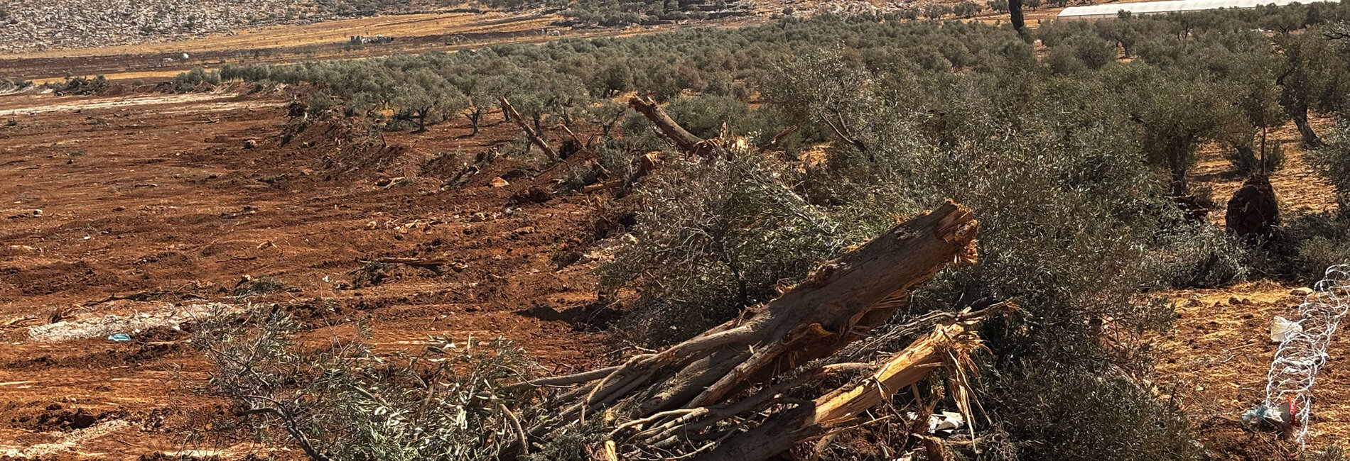 إقتلاع آلاف أشجار الزيتون في الضفة خلال أسبوع