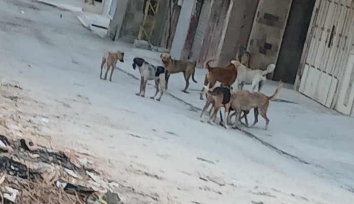 كلاب ضالة في نهر البارد